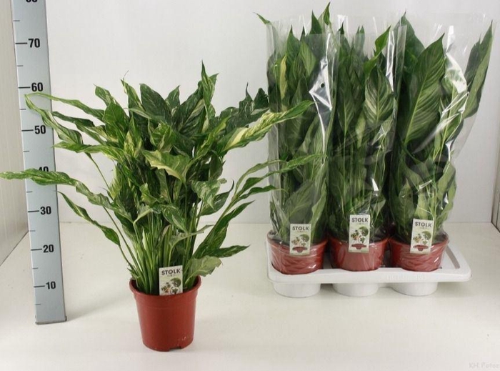<h4>Spathiphyllum  'Diamond'</h4>