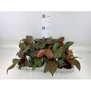 Philodendron  'Sunlight'