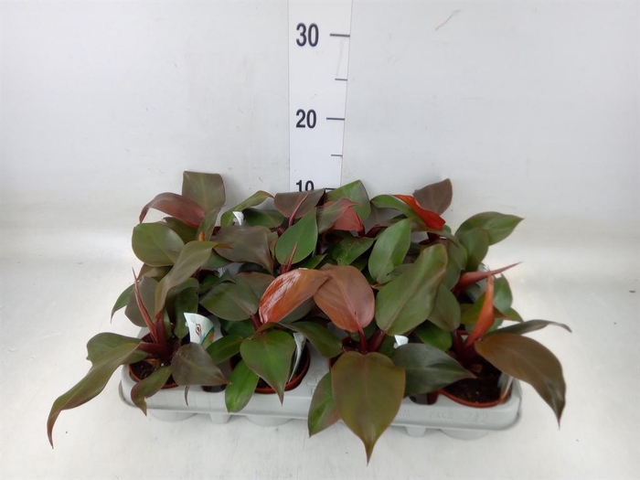 <h4>Philodendron  'Sunlight'</h4>