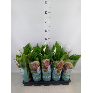 Spathiphyllum  'Torelli'