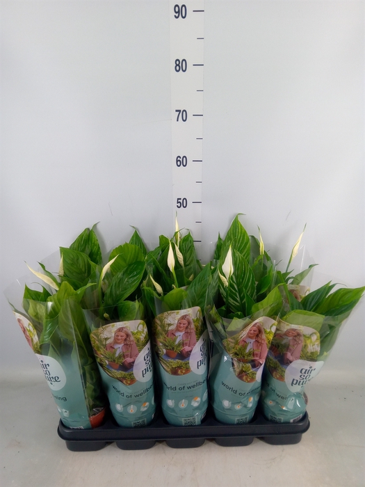 <h4>Spathiphyllum  'Torelli'</h4>