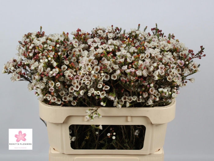 <h4>CHAME UN ELLA</h4>