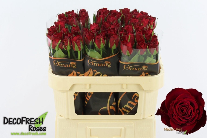 <h4>R Gr Madam Red</h4>