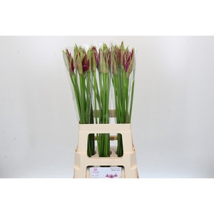 Nerine Mister Nick