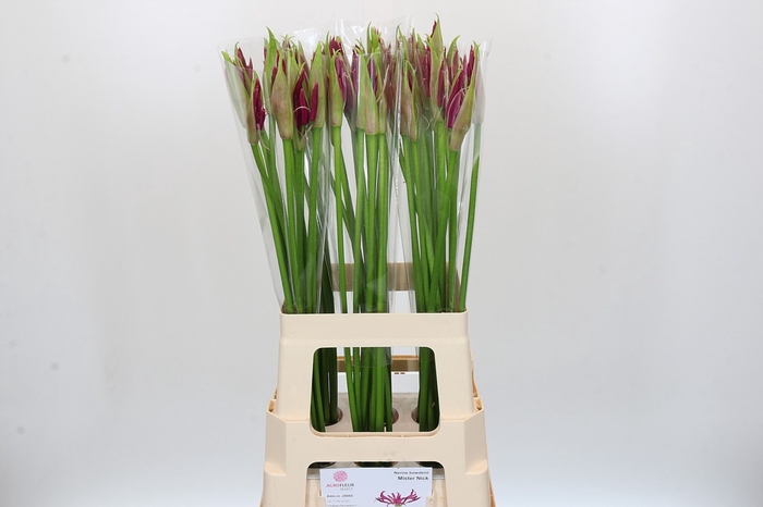 <h4>Nerine Mister Nick</h4>