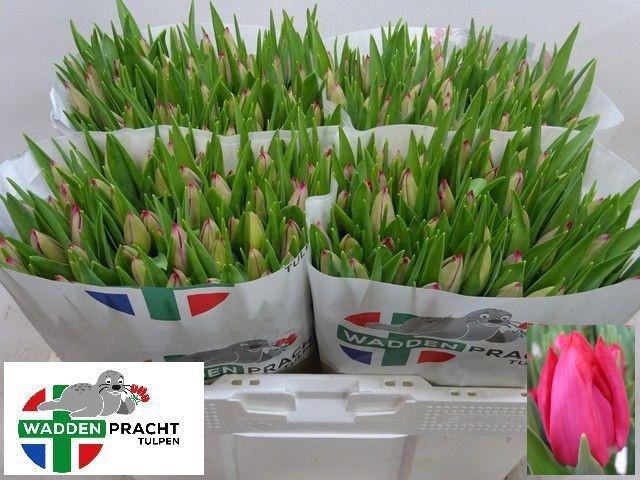 <h4>TU EN FRONTLINE</h4>