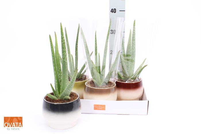 <h4>ALOE VERA</h4>