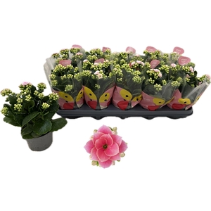 KAL GE ROS FL HARLOW