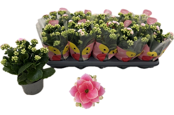 <h4>KAL GE ROS FL HARLOW</h4>