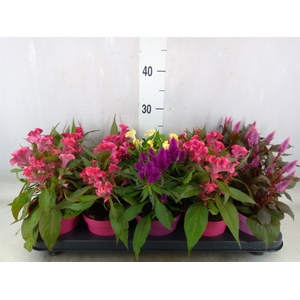 Celosia arg.   ...mix