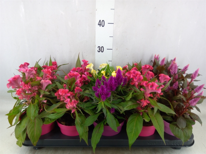 <h4>Celosia arg.   ...mix</h4>