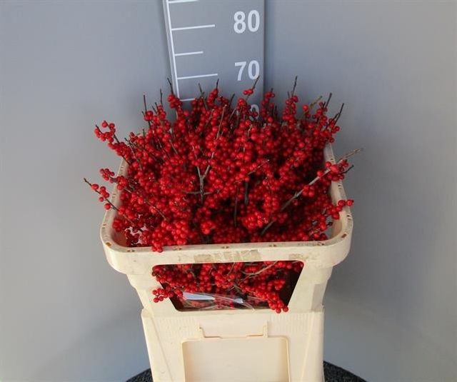 <h4>Ilex Vert Berry Red 70cm Dolder</h4>