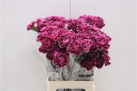 <h4>Di St Nob Burgundy</h4>