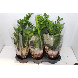 ZAMIOCULCAS P17