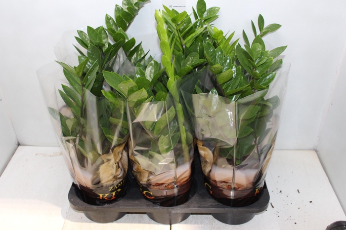 <h4>ZAMIOCULCAS P17</h4>