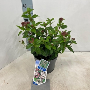 Viburnum tinus 'Eve Price P17 (2ltr)