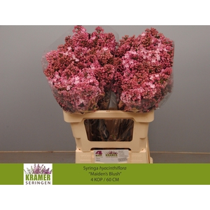 SYR HY MAIDENS BLUSH