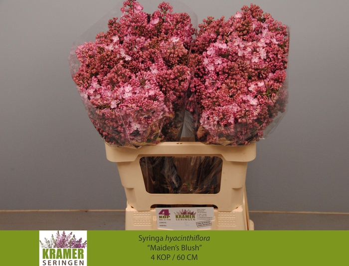<h4>SYR HY MAIDENS BLUSH</h4>