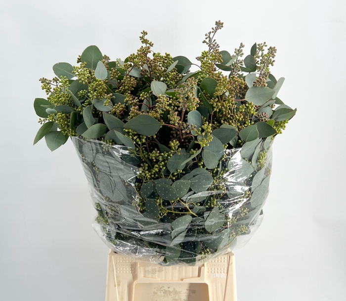 <h4>Euca Popul Bes 300gr</h4>