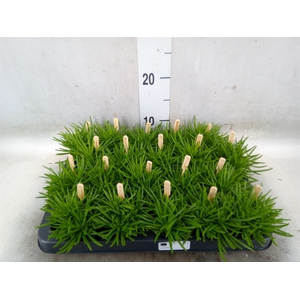 Senecio archeri 'Himalaya'
