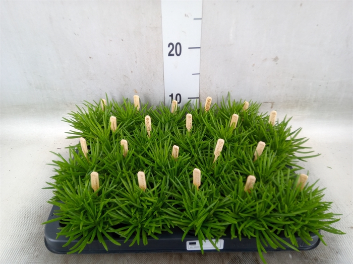 <h4>Senecio archeri 'Himalaya'</h4>
