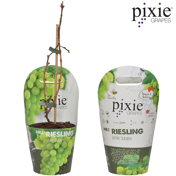 <h4>Vitis Pixie 'Riesling' Bio P14 Potcover</h4>