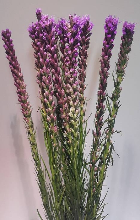 Liatris