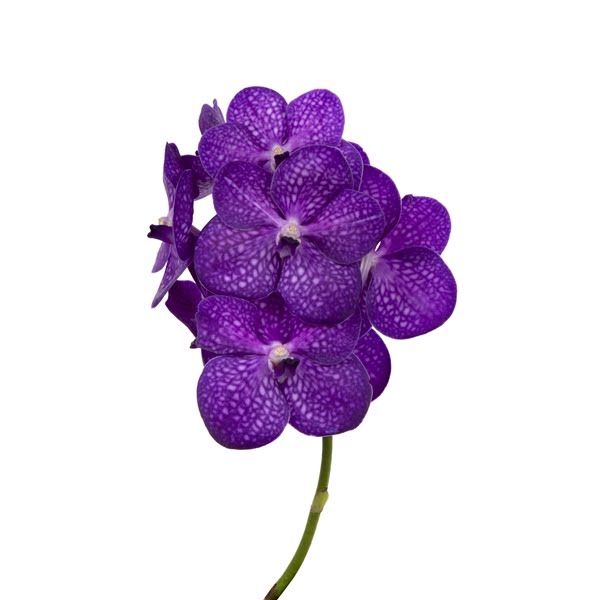 <h4>Vanda Bright Purple X16</h4>