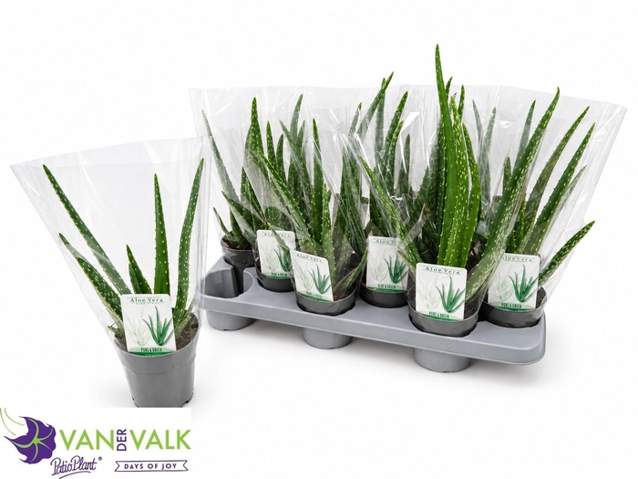 <h4>ALOE VERA</h4>
