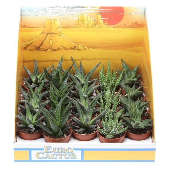 <h4>Aloe mix in showdoos</h4>