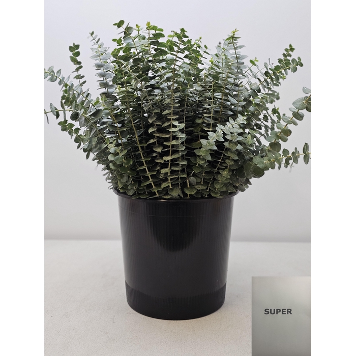 <h4>EUC BABY BLUE PB</h4>