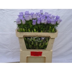 Campanula medium champion lavender