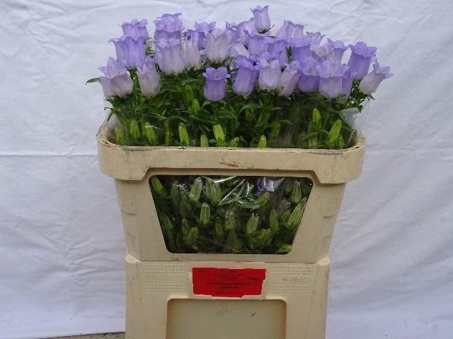 <h4>Campanula medium champion lavender</h4>