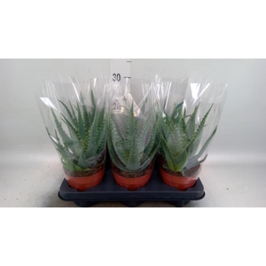 Aloe arborescens