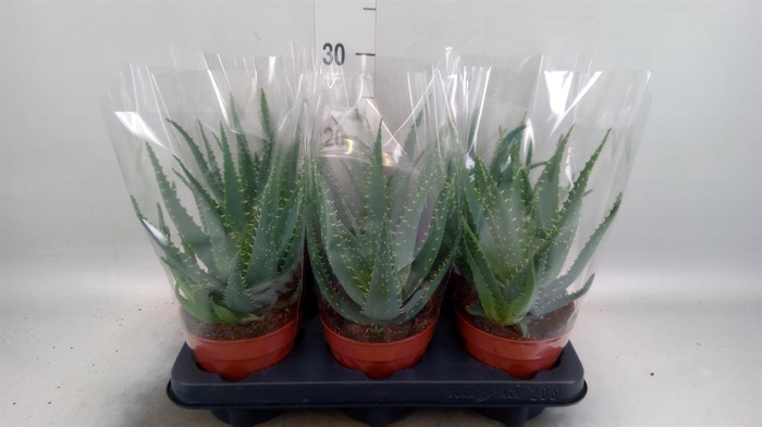 <h4>Aloe arborescens</h4>