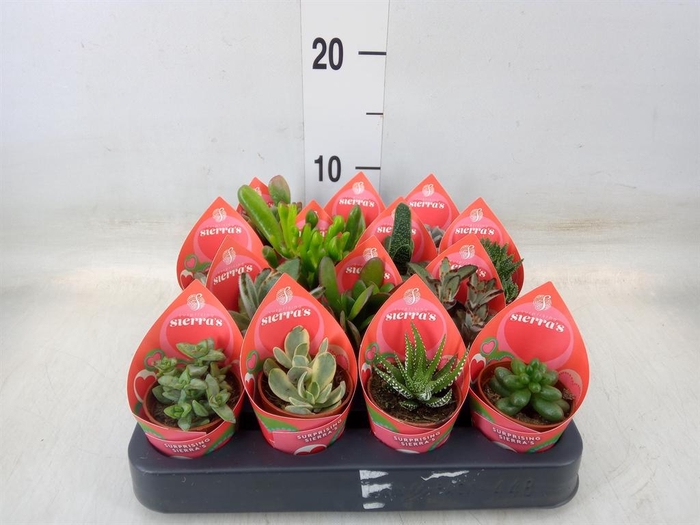 <h4>Succulents   ...</h4>