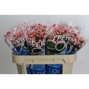Hypericum Coco Casino