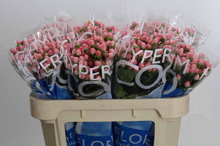 <h4>Hypericum Coco Casino</h4>