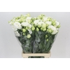 Eustoma Du Celeb White