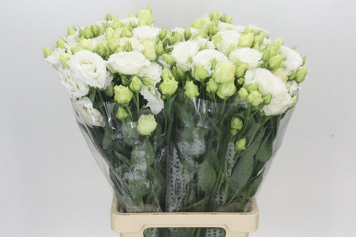 Eustoma Du Celeb White