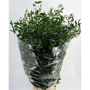 Ruscus aculeatus per bos