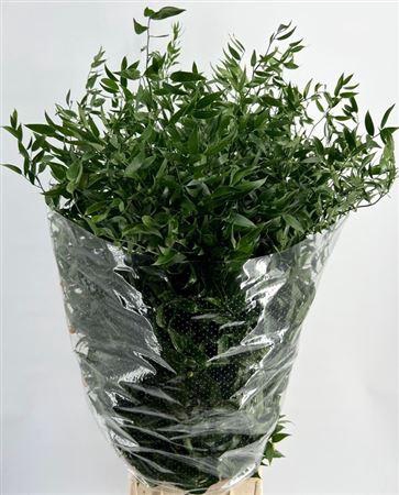 <h4>Ruscus aculeatus per bos</h4>