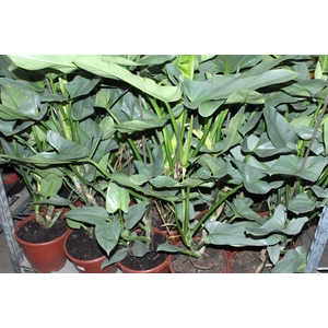 PHILODENDRON GREY P24