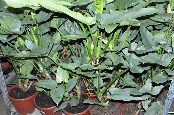 <h4>PHILODENDRON GREY P24</h4>