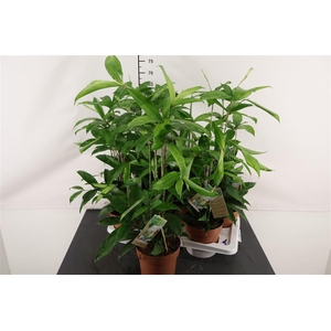 Dracaena 17 Cm. P. Surculosa