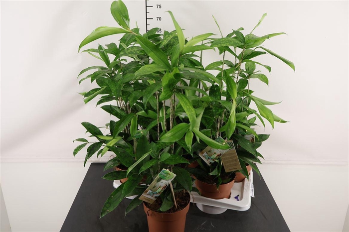 <h4>Dracaena 17 Cm. P. Surculosa</h4>