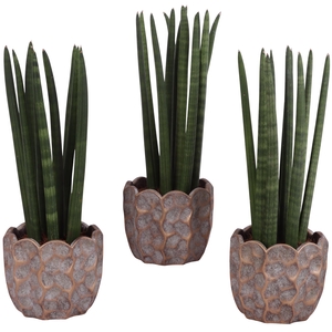 Sansevieria Cylindrica Straight 10 Leaf in Ø15cm Ceramic PL670