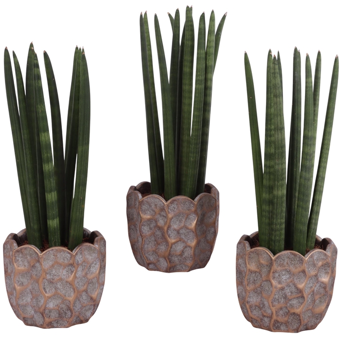 <h4>Sansevieria Cylindrica Straight 10 Leaf in Ø15cm Ceramic PL670</h4>