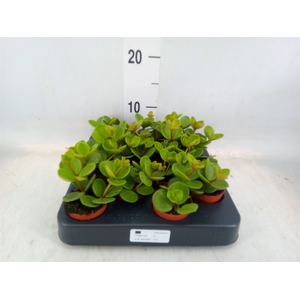 Peperomia tetraphylla 'Hope'