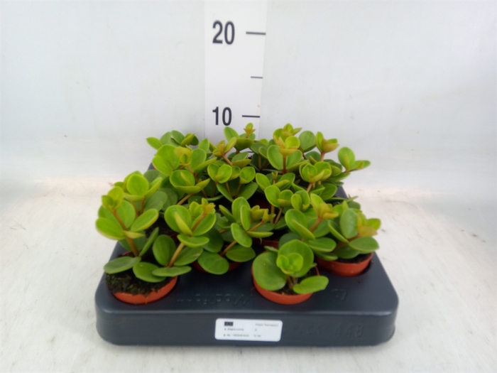 <h4>Peperomia tetraphylla 'Hope'</h4>
